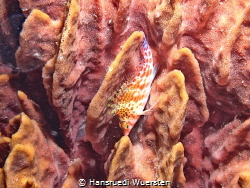 Common Names: Spotted hawkfish, blotched hawkfish, boar h... by Hansruedi Wuersten 